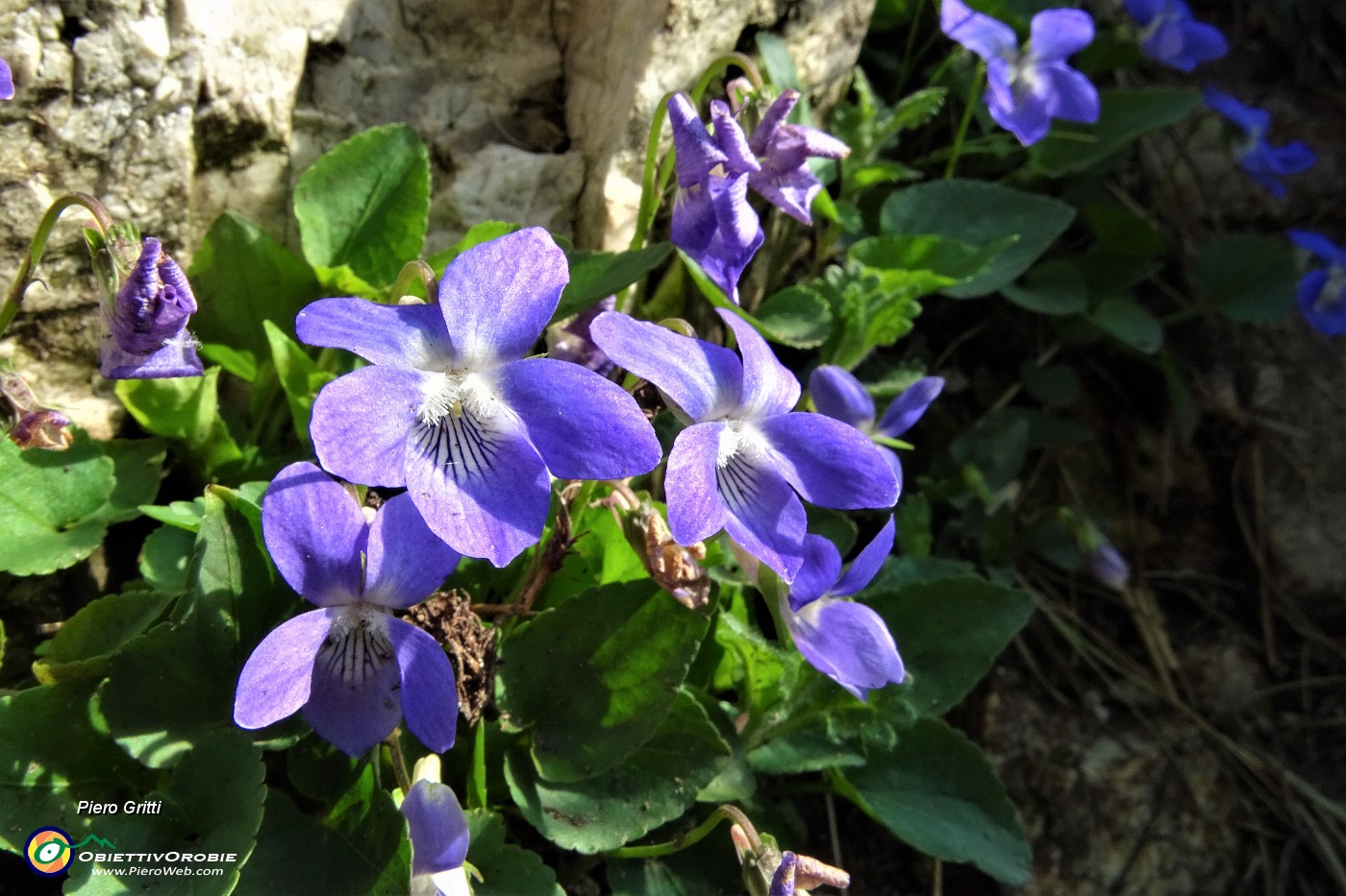 24 Fiori di viola mammola .JPG